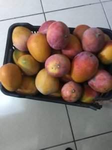tiko mangos